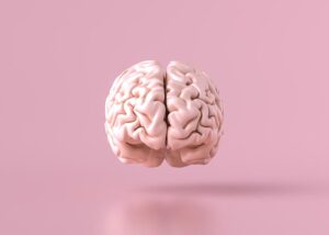 Human brain model
