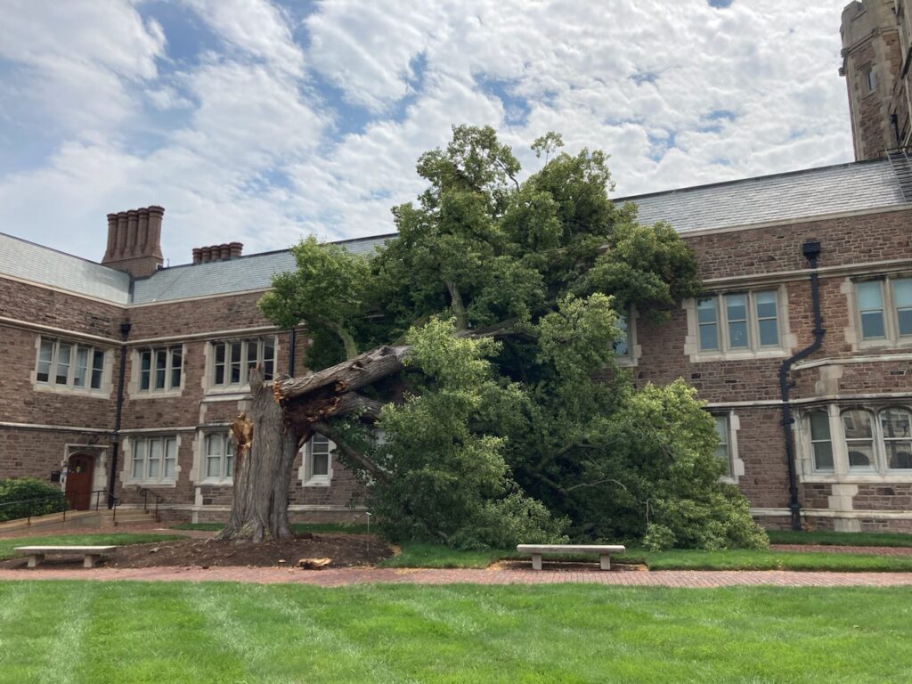 American Basswood broken at the base after a summer storm