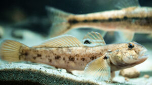Round goby.