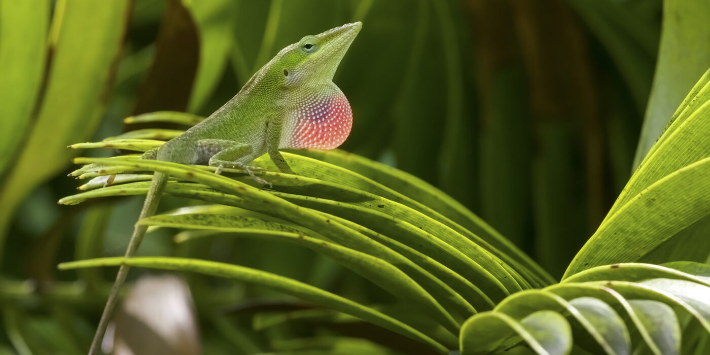 Anolis carolinensis