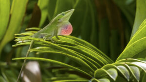Anolis carolinensis