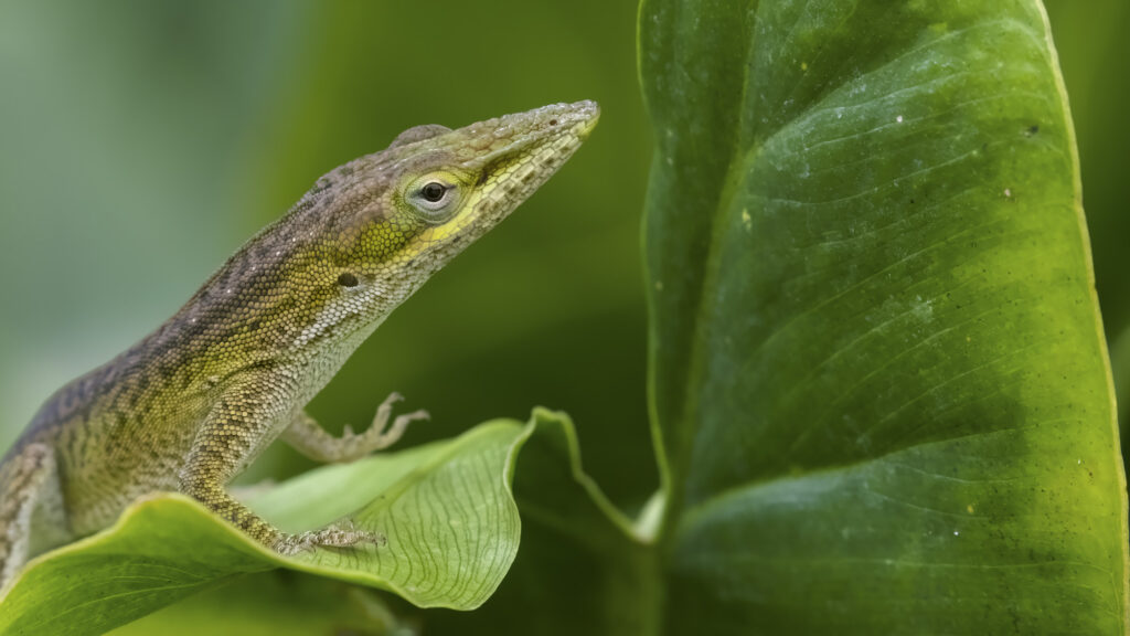 Anolis carolinensis