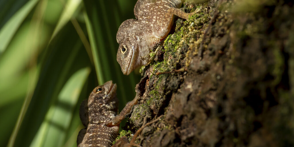 Anolis sagrei