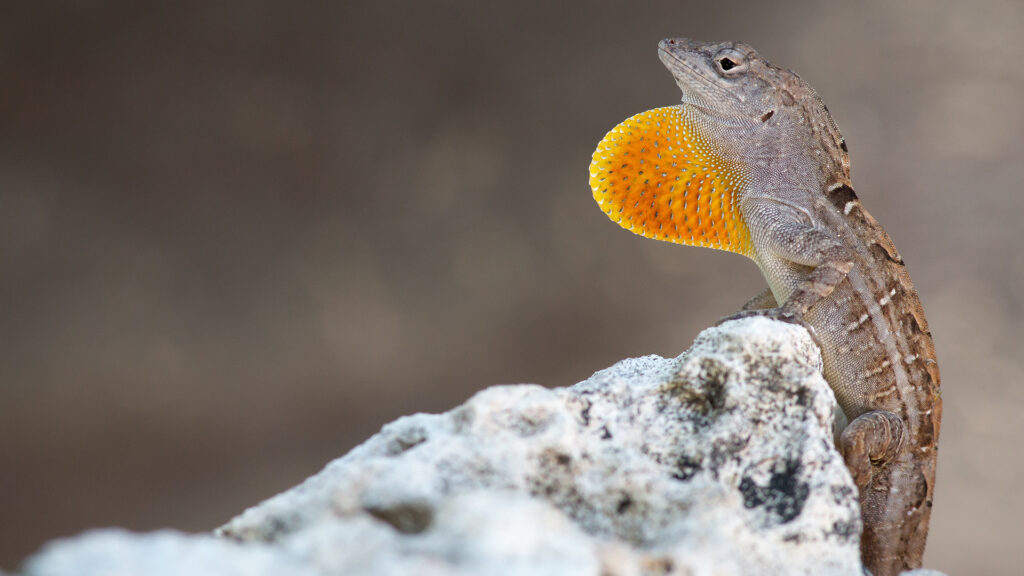 Anolis sagrei