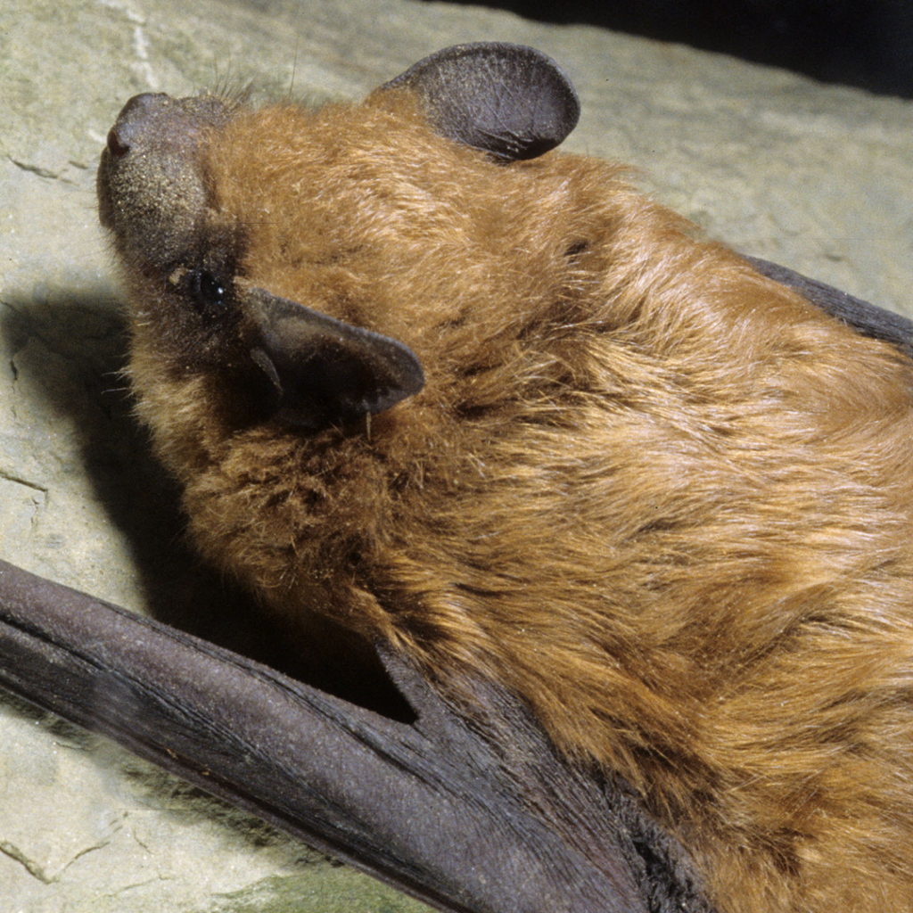 Big brown bat