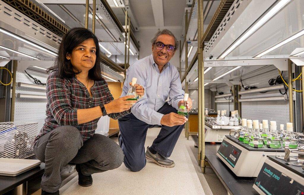 Two researchers kneel by a tray of glass jars with green cyanobacteria