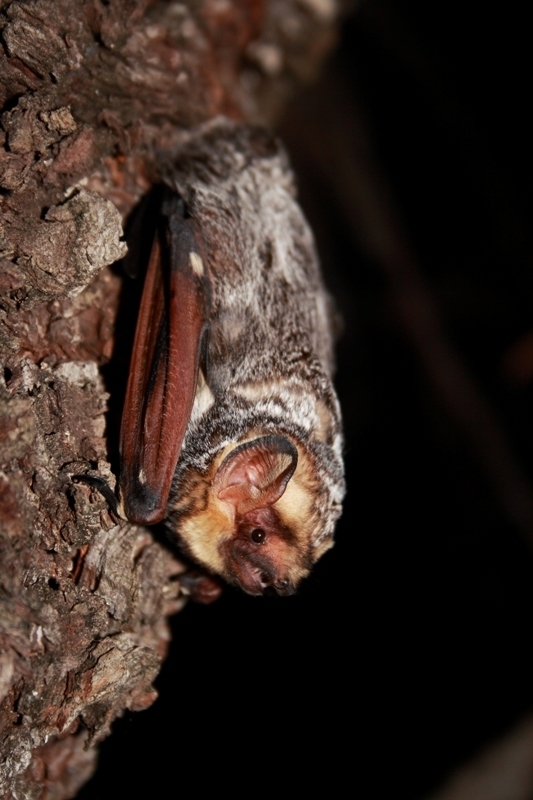 hoary bat