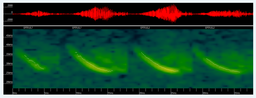 Big brown bat sonogram