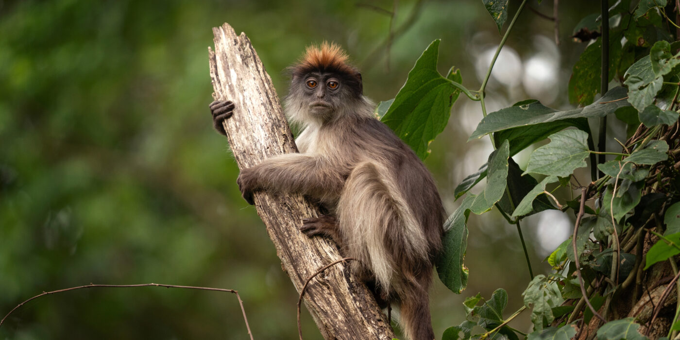 red colobus monkey