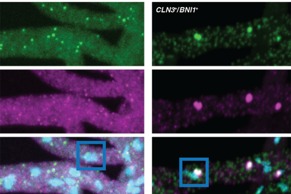 Condensates’ composition determined by when RNA is added