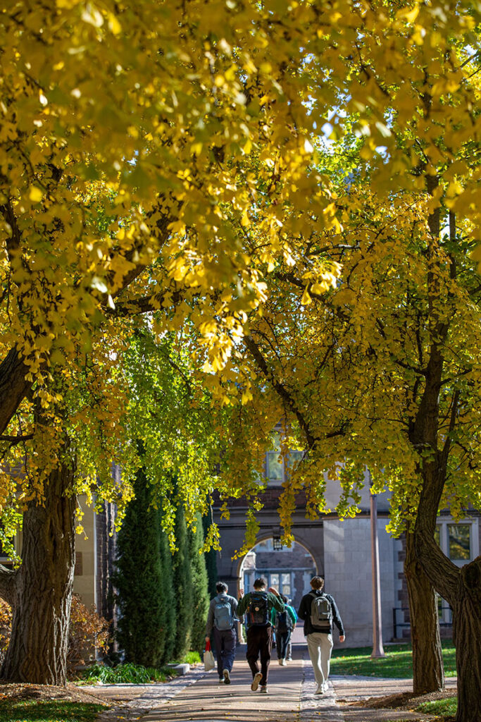 Students walking along Gingko walk