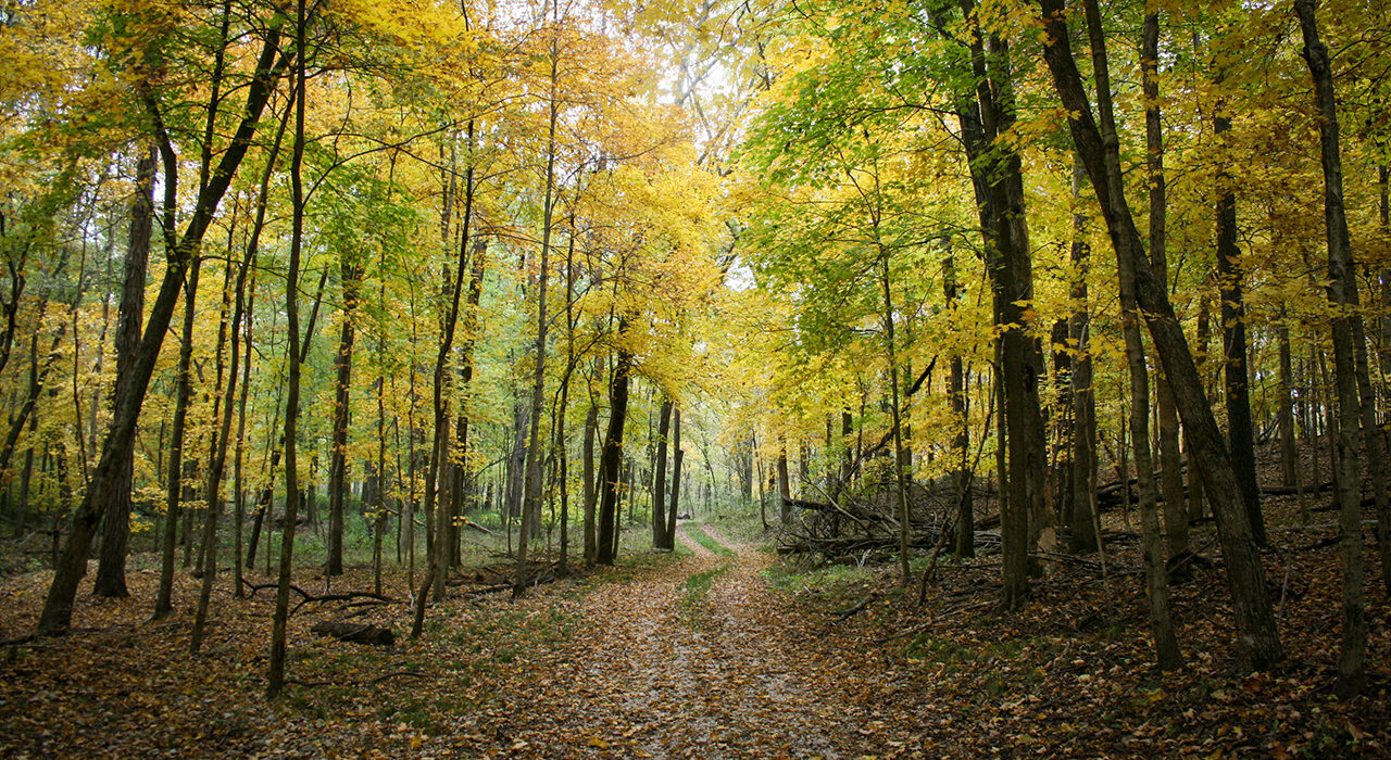 Fall foliage