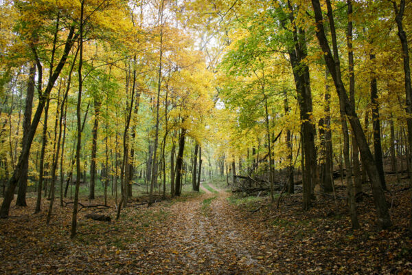 How underground fungi shape forests