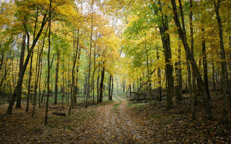 Fall foliage