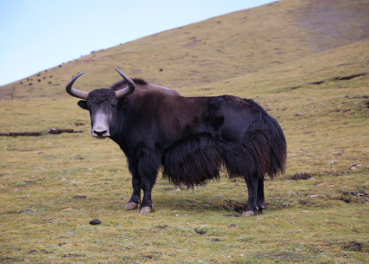 yak