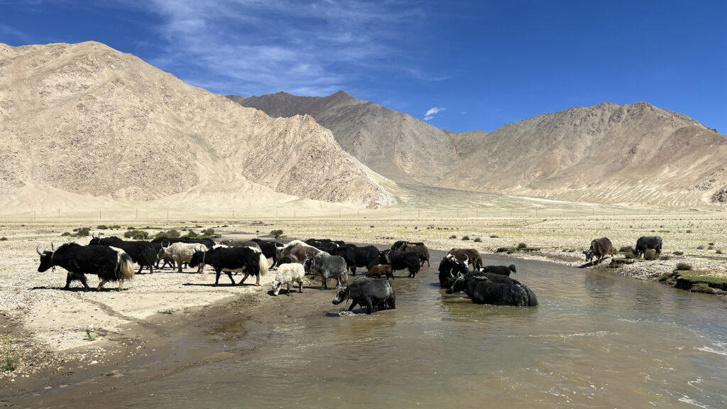 Yak