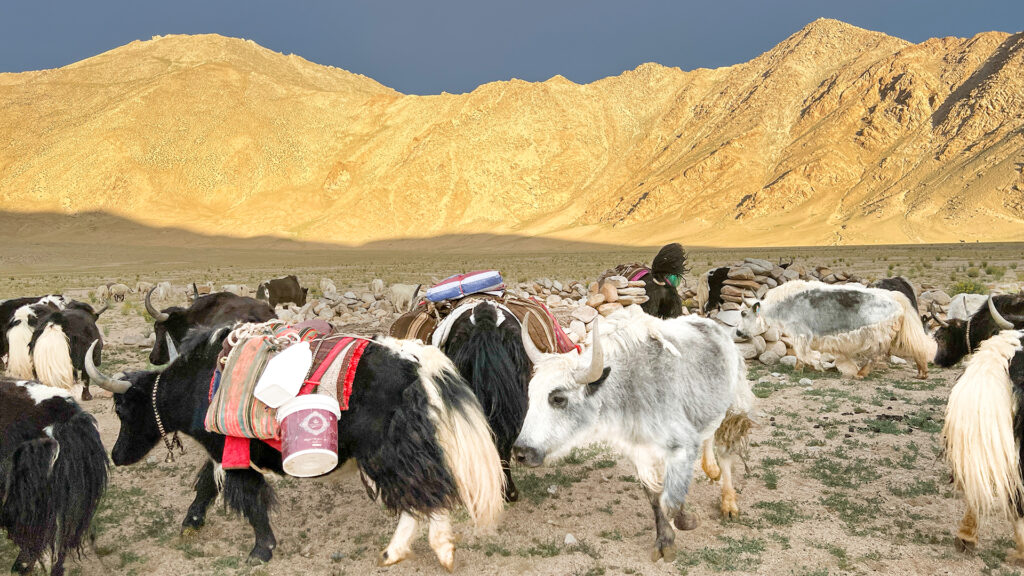 Yak