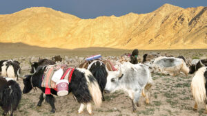 Herders moving yaks across the western Tibetan Plateau