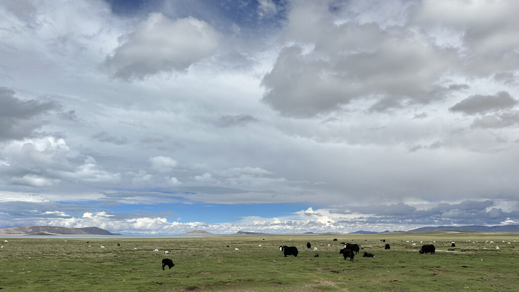 Yak and sheep