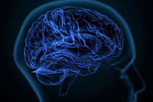 image of the brain