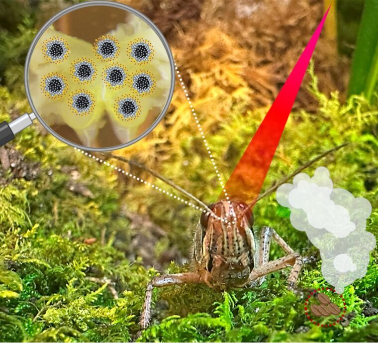 A close-up of a locust and the nanostructures attached to its forehead.