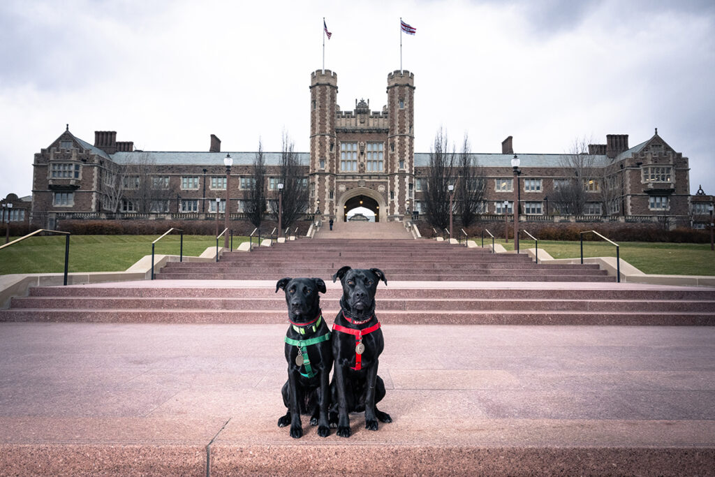 Comfort dogs Bear and Brookie