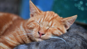 Sleeping Orange Tabby Cat