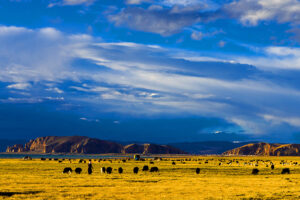 A herd of sheep graze on the grasslands in Namtso, Tibet with mountains in the background