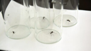 mosquitoes