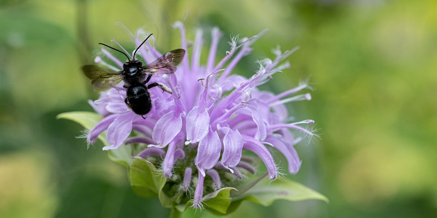 WashU launches a new Center for the Environment where collaboration will be central to solving the immense and complex problems our planet is facing. (Courtesy photo)