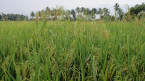 weedy rice