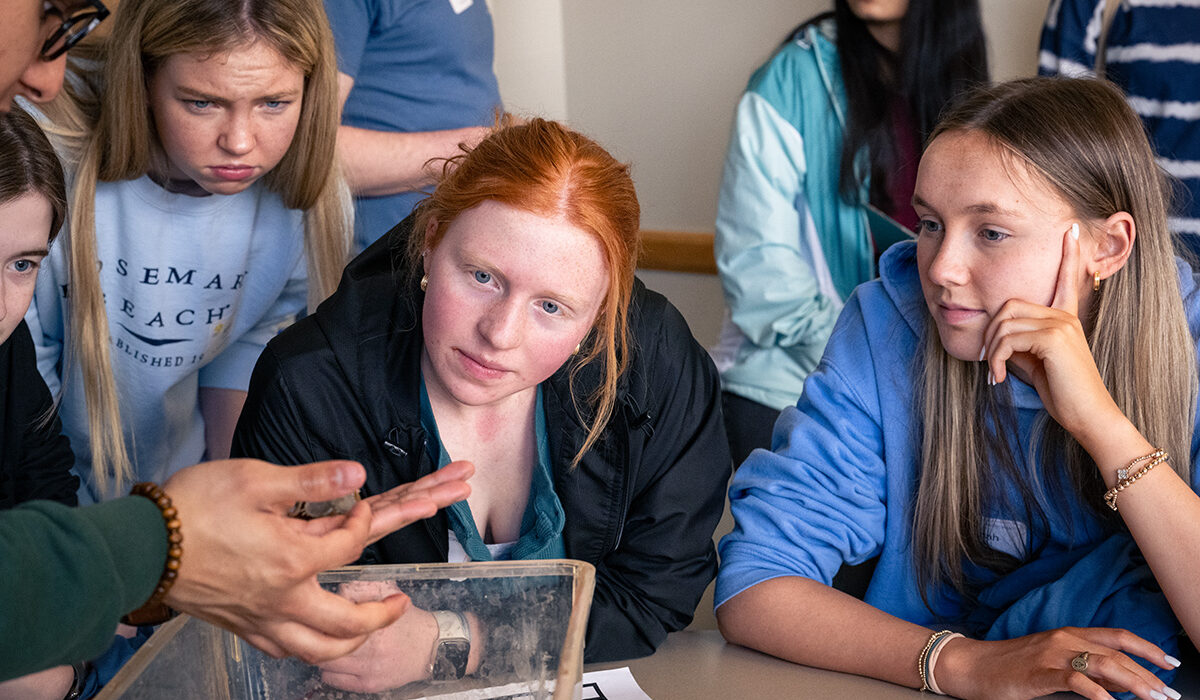 students look at horseshoe crab