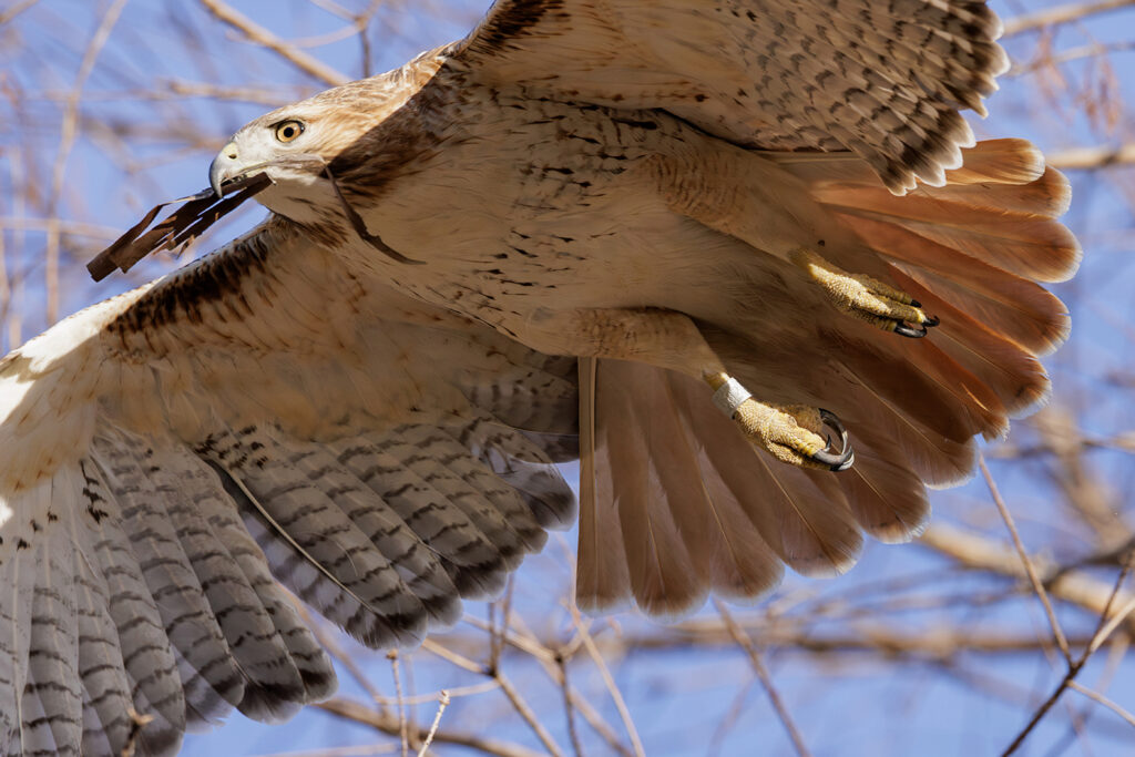 red-tailed hawk