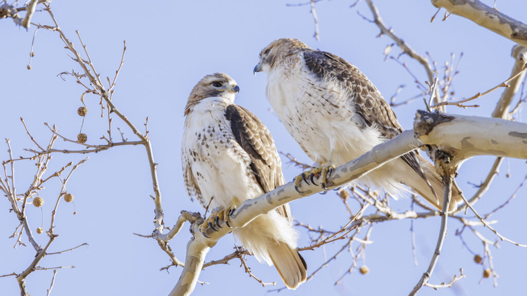 two red-tailed hawks