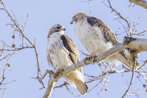 Scientists track red-tailed hawks nesting near WashU campus