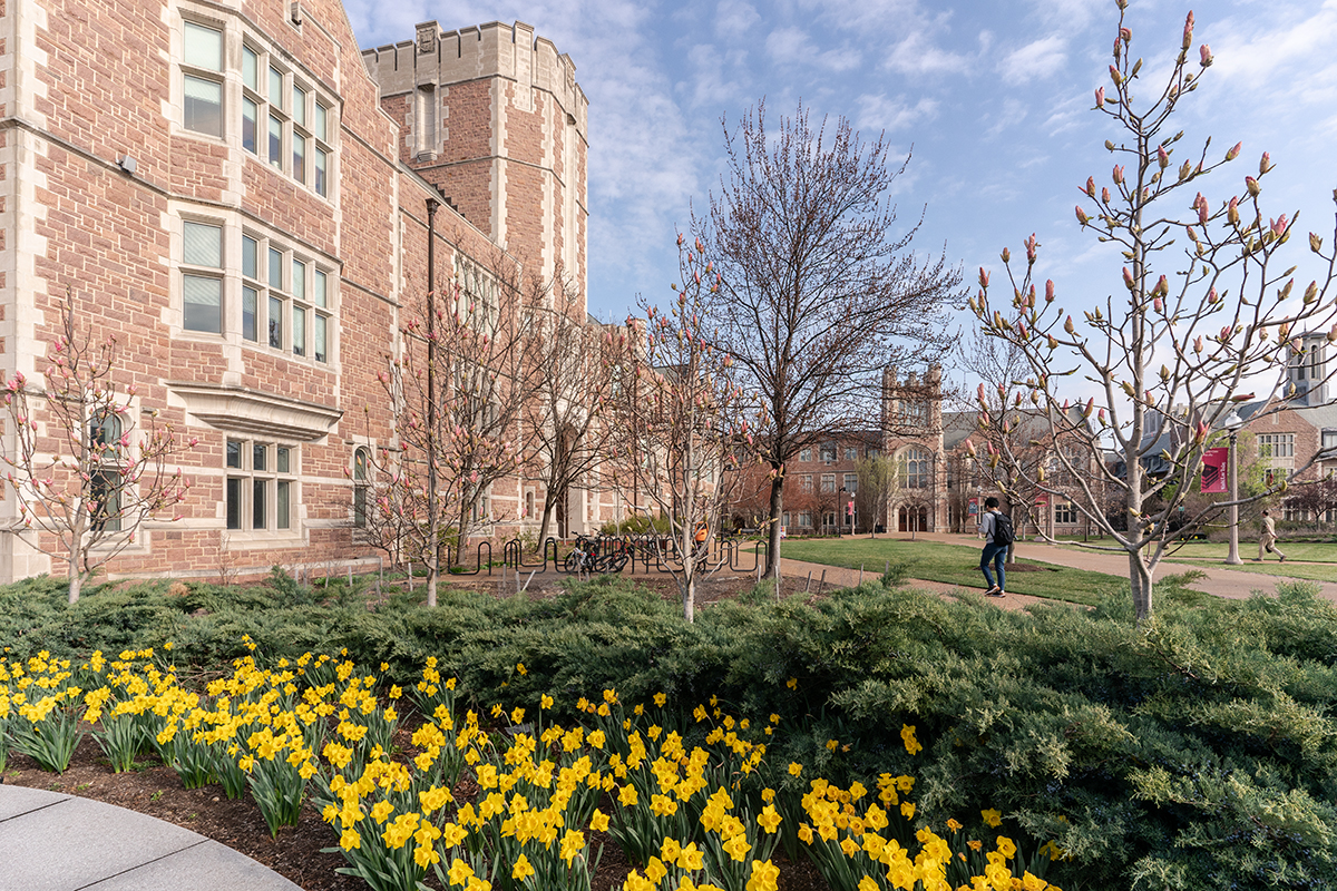 Daffodils in full bloom