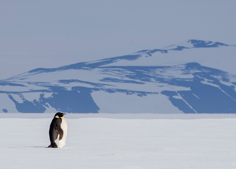 Emperor penguin