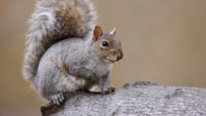 Eastern gray squirrel