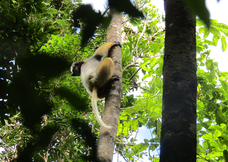 diademed sifaka