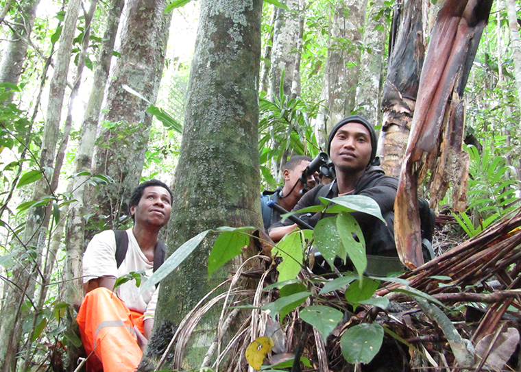 lemur researchers