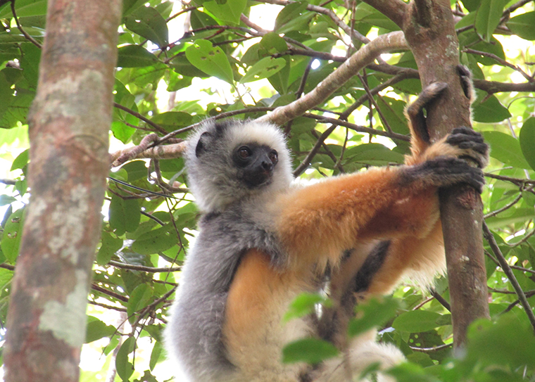 diademed sifaka