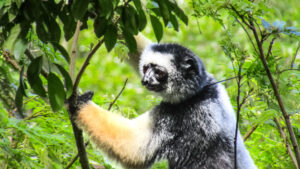 diademed sifaka