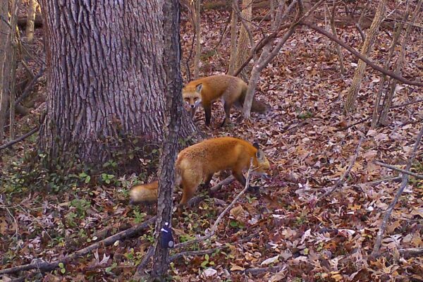 How gentrification impacts urban wildlife populations