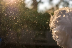 dust in the air