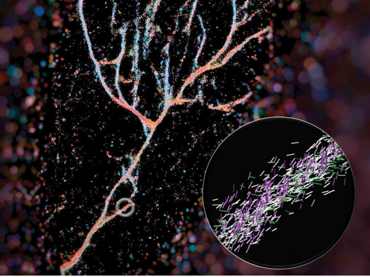 Single-molecule orientation–localization microscopy captures fluorescence from Nile red molecules as they transiently bind to fibrils composed of engineered KFE8 peptides. (Image: Weiyan Zhou)