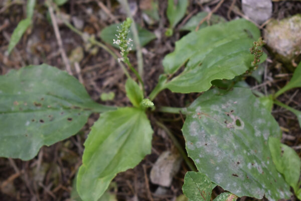 Why some plant diseases thrive in urban environments