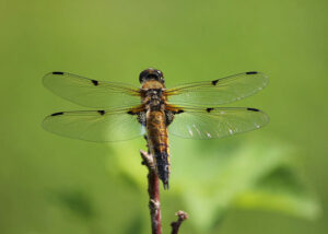 ornamented dragonfly
