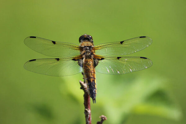 Ornamented dragonflies better equipped to survive human threats