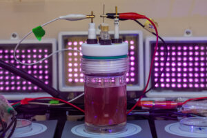 purple bacterium