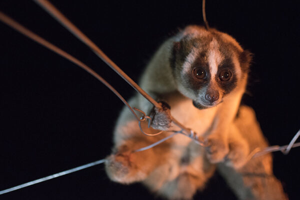 Using drone imagery to help the slow loris